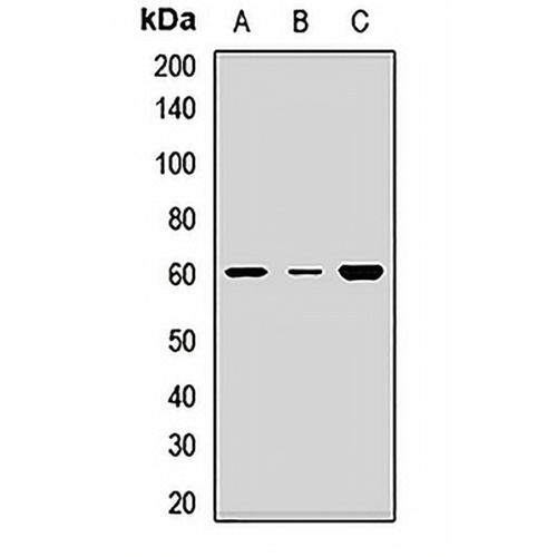 Vasopressin V1a Receptor Rabbit Polyclonal Antibody