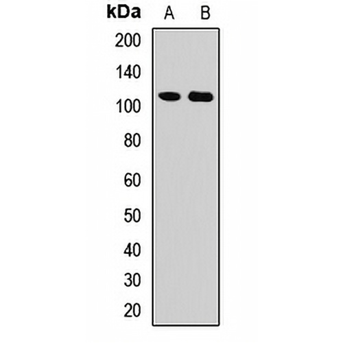 DSPP Rabbit Polyclonal Antibody
