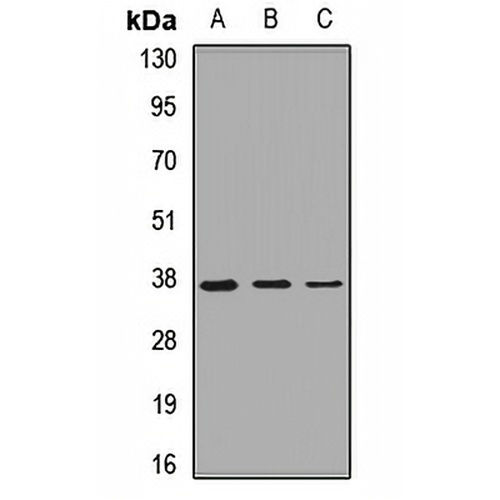 GNB2 Rabbit Polyclonal Antibody