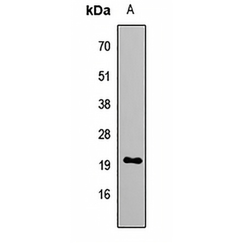 GNRH2 Rabbit Polyclonal Antibody