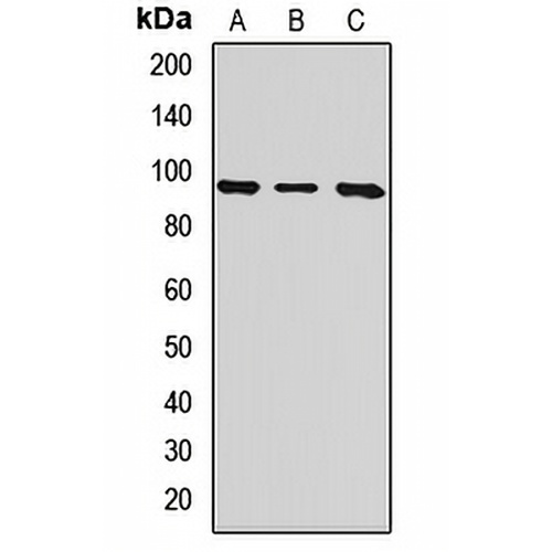 Integrin beta 8 Rabbit Polyclonal Antibody