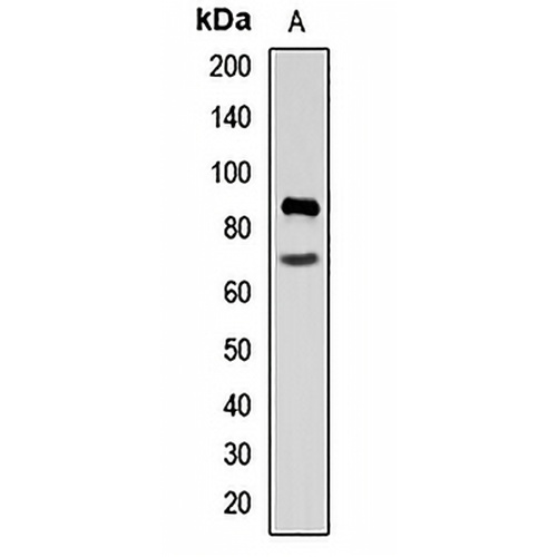 MARK1 Rabbit Polyclonal Antibody