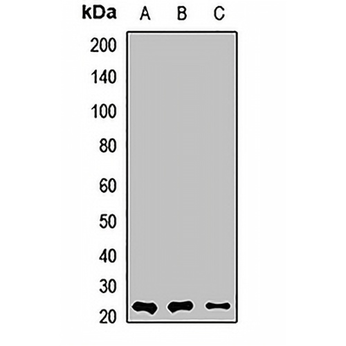 MYL1 Rabbit Polyclonal Antibody