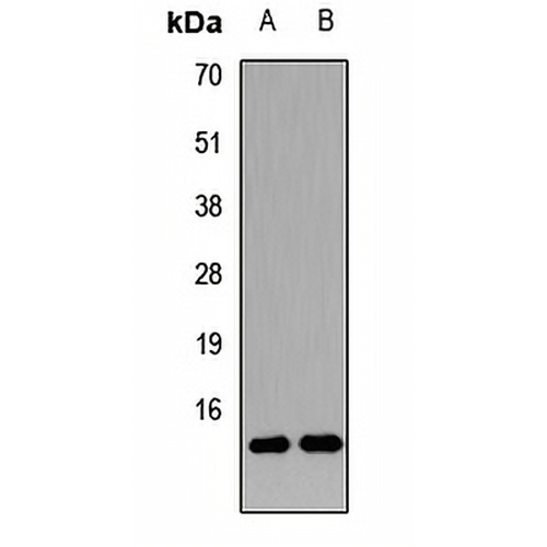 Neurogranin Rabbit Polyclonal Antibody