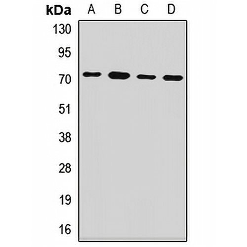 PCK2 Rabbit Polyclonal Antibody