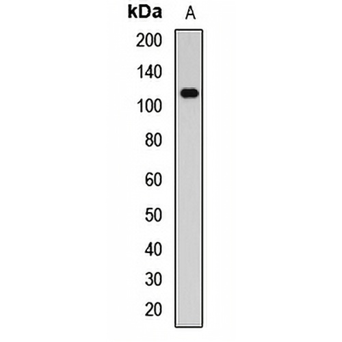 PDE3B Rabbit Polyclonal Antibody