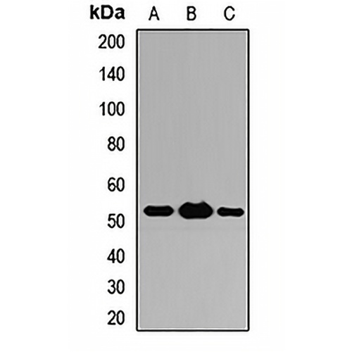 ST13 Rabbit Polyclonal Antibody