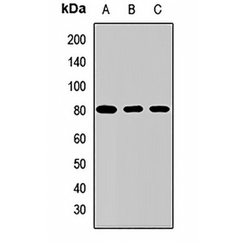 SLC13A2 Rabbit Polyclonal Antibody