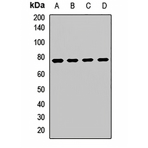 DFS70 Rabbit Polyclonal Antibody