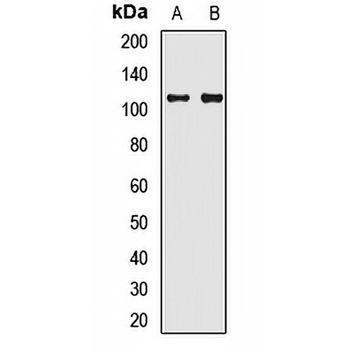 Synaptopodin Rabbit Polyclonal Antibody