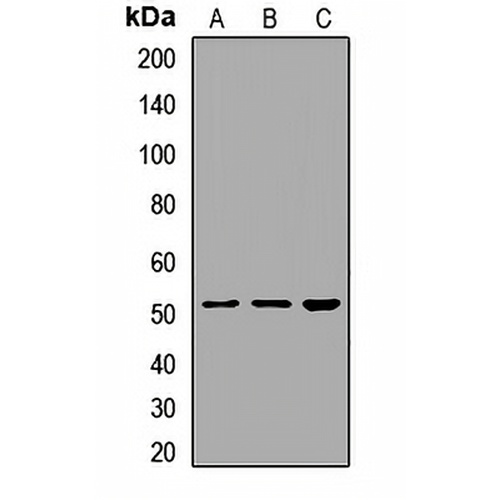 FAM20A Rabbit Polyclonal Antibody