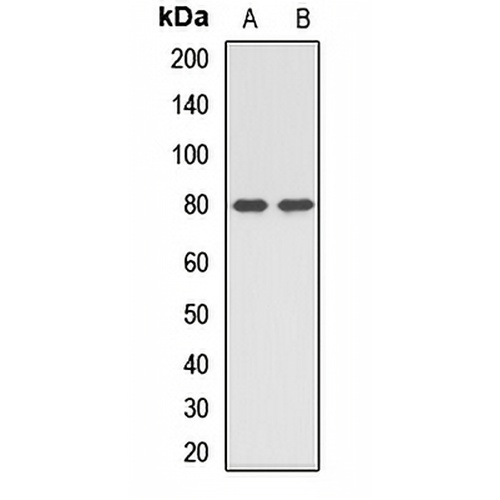 PTCD3 Rabbit Polyclonal Antibody