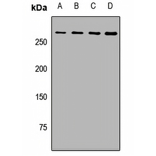 ATG2B Rabbit Polyclonal Antibody