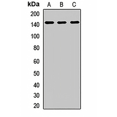 EHMT1 Rabbit Polyclonal Antibody