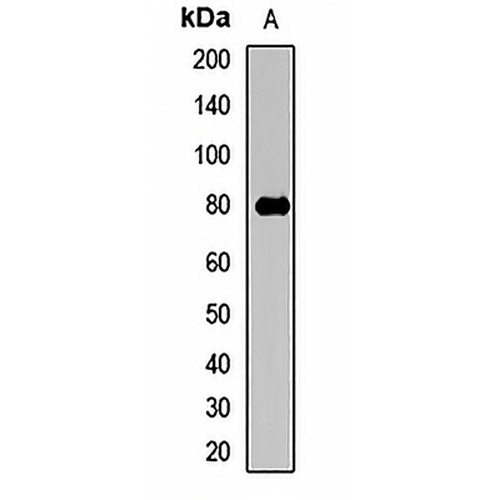 Siglec 12 Rabbit Polyclonal Antibody