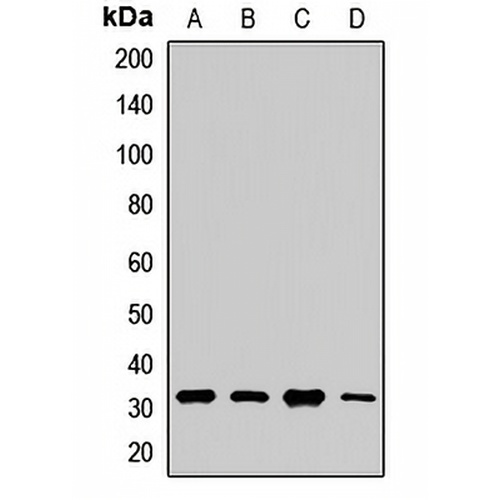 Aquaporin 9 Rabbit Polyclonal Antibody