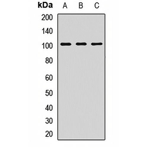 SAP97 Rabbit Polyclonal Antibody