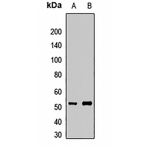 HOXA10 Rabbit Polyclonal Antibody
