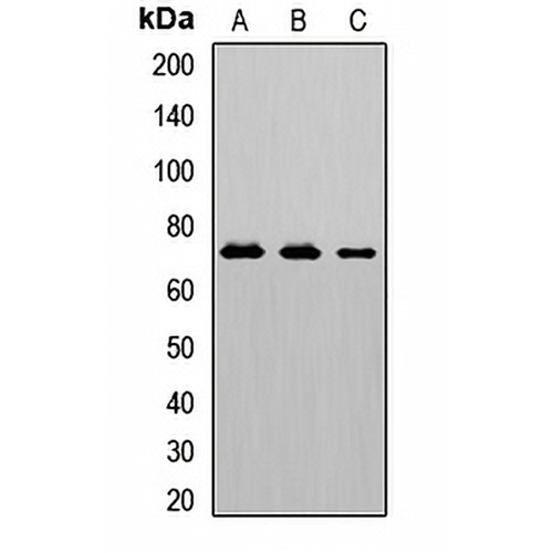 CD125 Rabbit Polyclonal Antibody