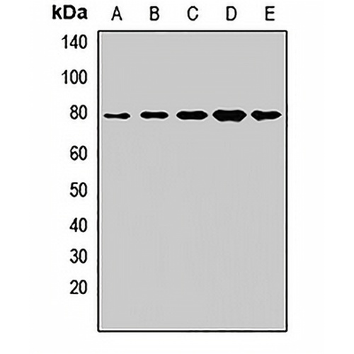 GNE Rabbit Polyclonal Antibody