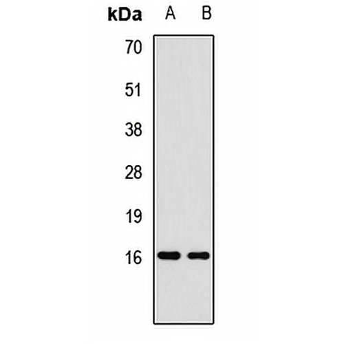 p16-ARC Rabbit Polyclonal Antibody