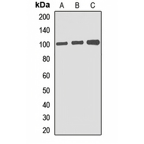 Gephyrin Rabbit Polyclonal Antibody