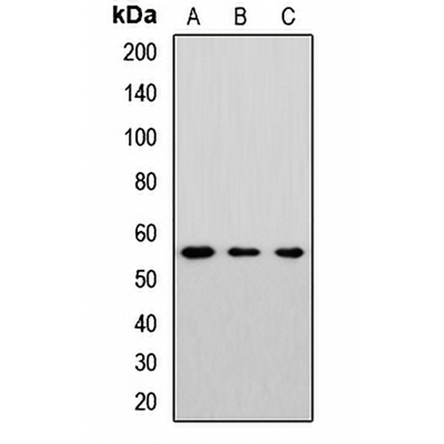 Cytochrome P450 46A1 Rabbit Polyclonal Antibody