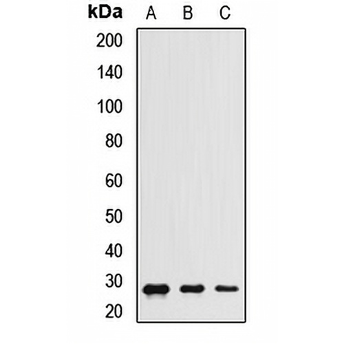 CHCHD3 Rabbit Polyclonal Antibody