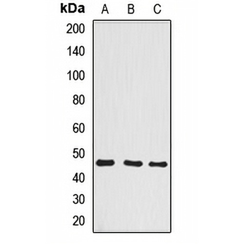 BCCIP Rabbit Polyclonal Antibody