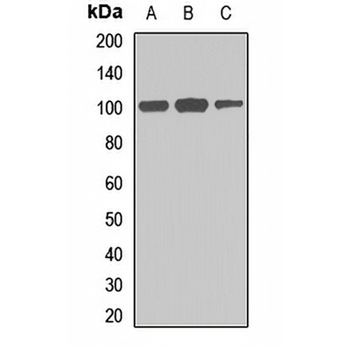Frabin Rabbit Polyclonal Antibody