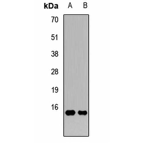 GATC Rabbit Polyclonal Antibody