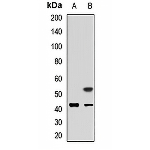KCNK9 Rabbit Polyclonal Antibody