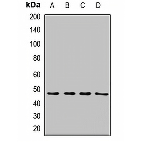 Syndapin-3 Rabbit Polyclonal Antibody
