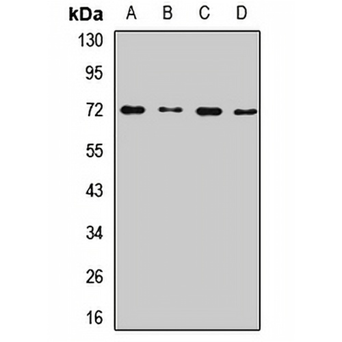 PLK3 Rabbit Polyclonal Antibody