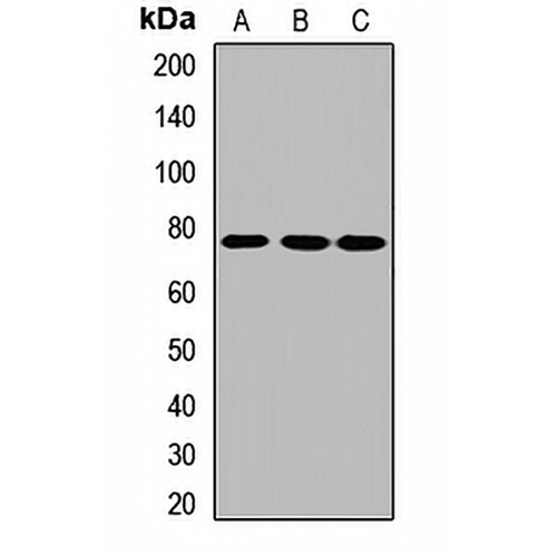 FERMT2 Rabbit Polyclonal Antibody