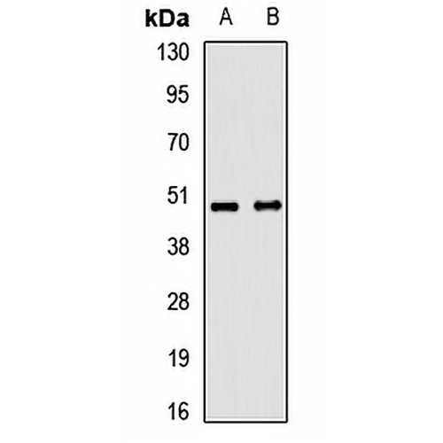 TRIM44 Rabbit Polyclonal Antibody