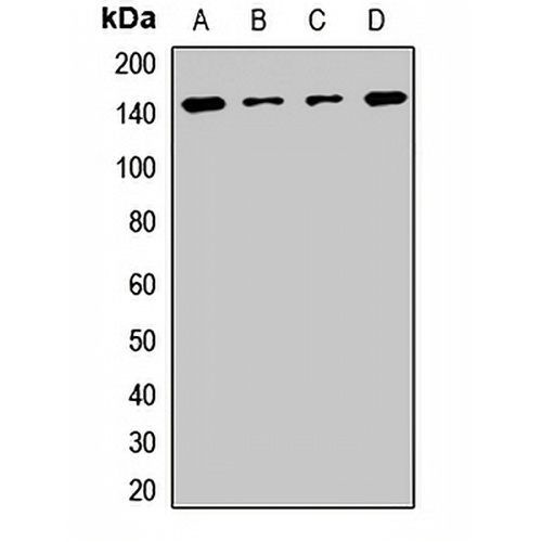 Symplekin Rabbit Polyclonal Antibody