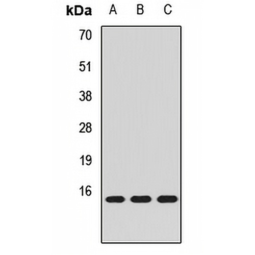 MRFAP1 Rabbit Polyclonal Antibody