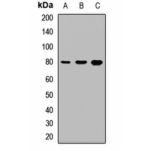Thimet Oligopeptidase Rabbit Polyclonal Antibody