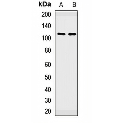 PBXIP1 Rabbit Polyclonal Antibody