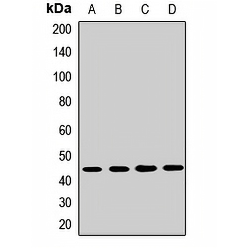 FNTA Rabbit Polyclonal Antibody
