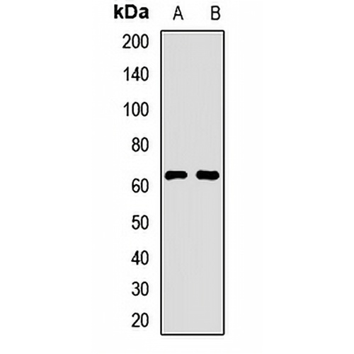 Tricellulin Rabbit Polyclonal Antibody