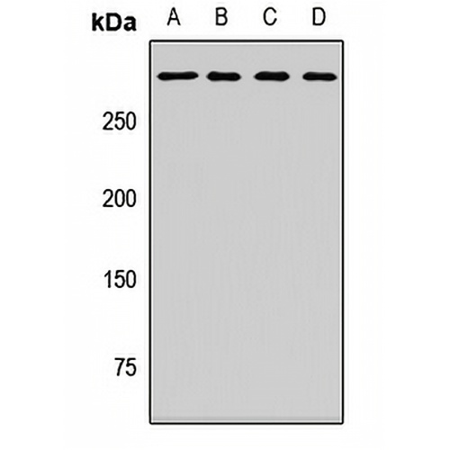 MYO18A Rabbit Polyclonal Antibody