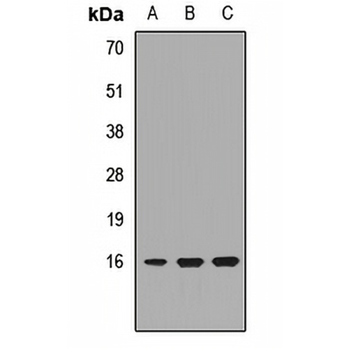 POMP Rabbit Polyclonal Antibody