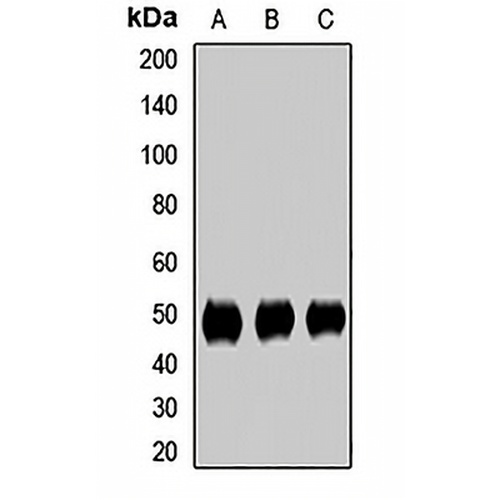 SMU1 Rabbit Polyclonal Antibody
