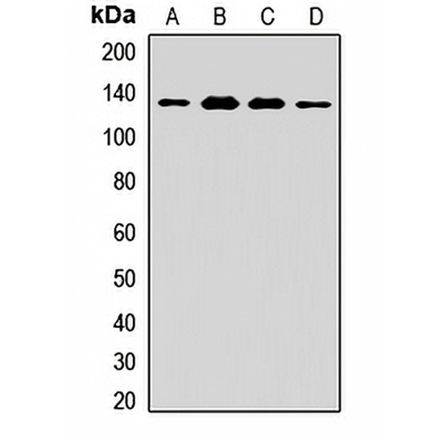 Nardilysin Rabbit Polyclonal Antibody