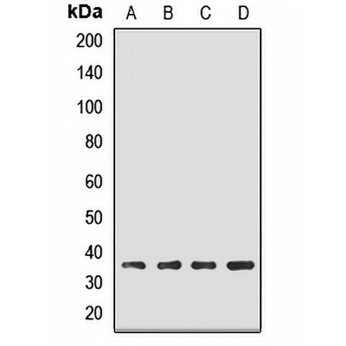 EBP2 Rabbit Polyclonal Antibody