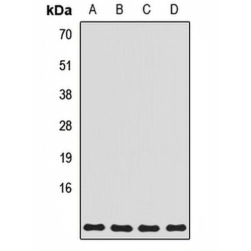 ATP5L Rabbit Polyclonal Antibody