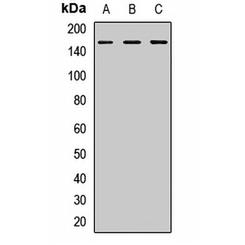 SUPT5H Rabbit Polyclonal Antibody