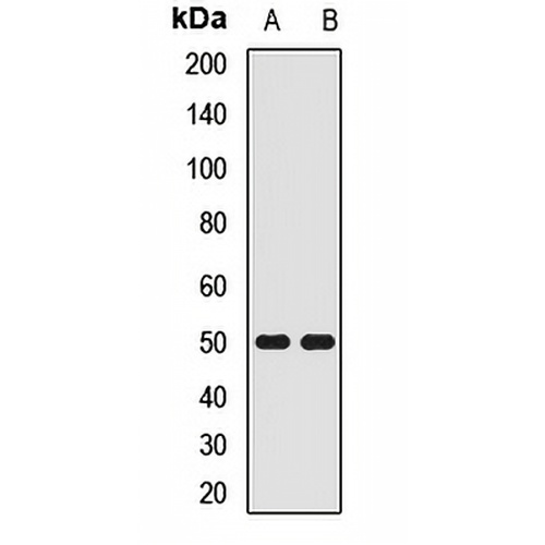 SQRDL Rabbit Polyclonal Antibody